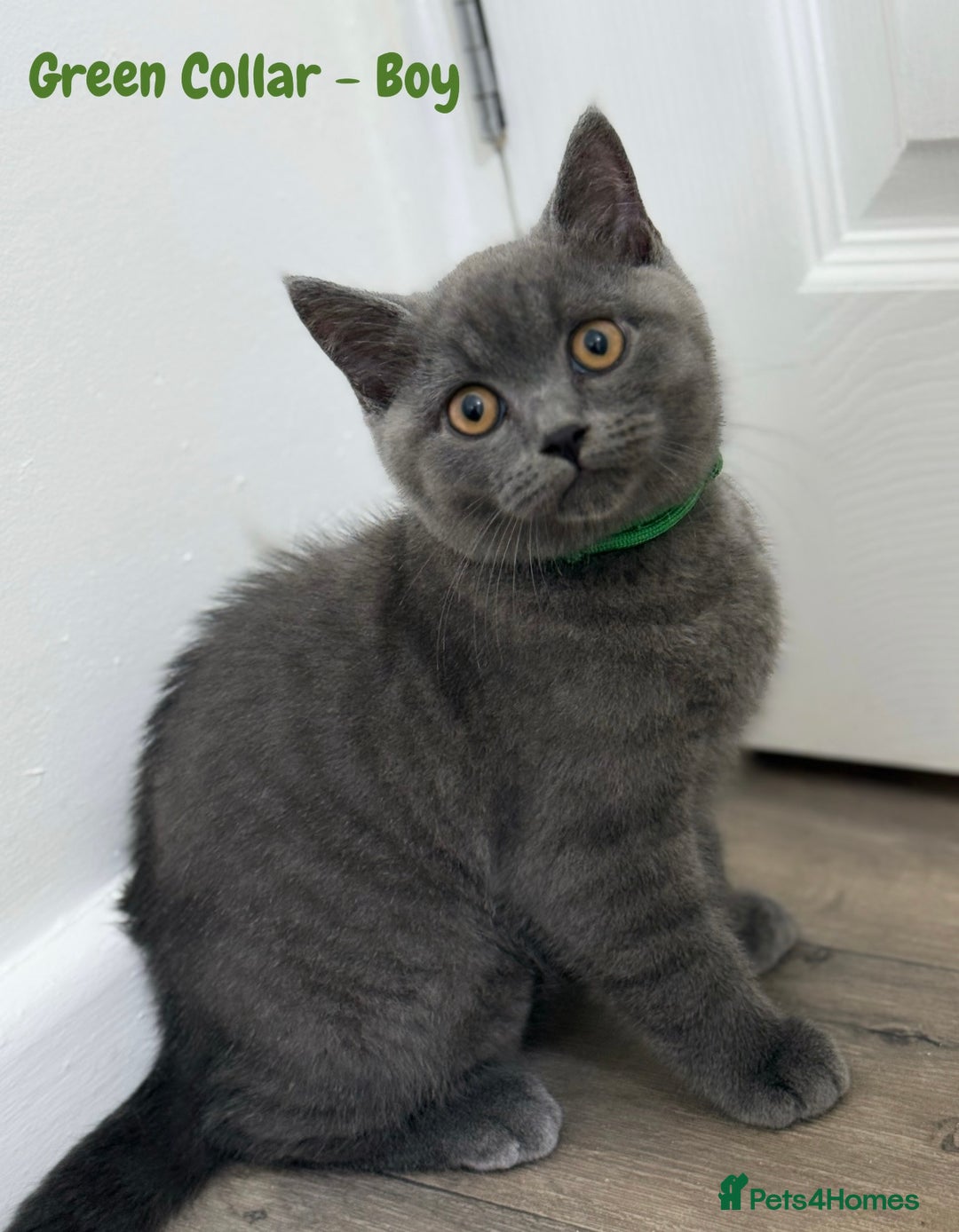 British Shorthair cats for sale: 🐾 Champion Line Blue BSH Kittens GCCF Active 🐾  - Image 11