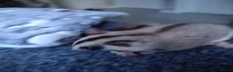 Sugar Glider rodents for sale: Stunning sugar gliders  - Advert 11