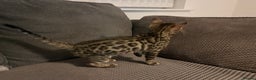 Bengal cats for sale: Stunning full pedigree registered bengal kittens  - Advert 7