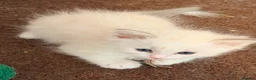 Ragdoll cats for sale: Pure tica ragdoll kittens  - Advert 7