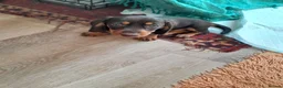 Miniature Dachshund dogs for sale: Miniature wire haired dachshunds in Sturminster Newton - Advert 4