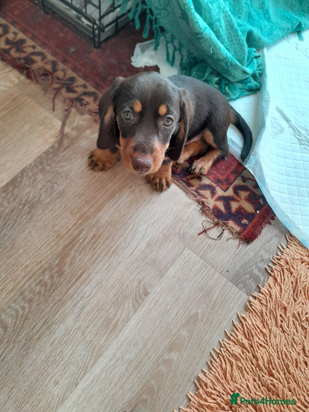 Miniature Dachshund dogs for sale: Miniature wire haired dachshunds in Sturminster Newton - Advert 4
