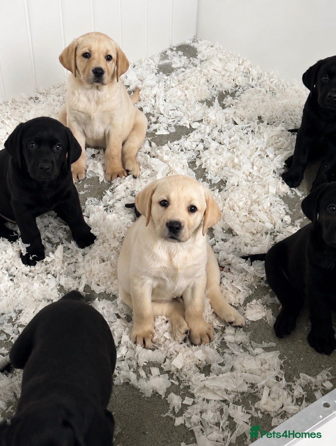 Labrador Retriever dogs Stunning Black & Yellow Show Pups - Advert 2