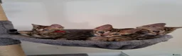 Bengal cats for sale: Beautiful TICA Bengal Kittens - Advert 3