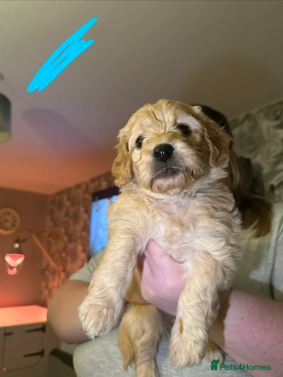 Goldendoodle dogs for sale: 2 girls left. F1 mini Goldendoodles - Advert 18