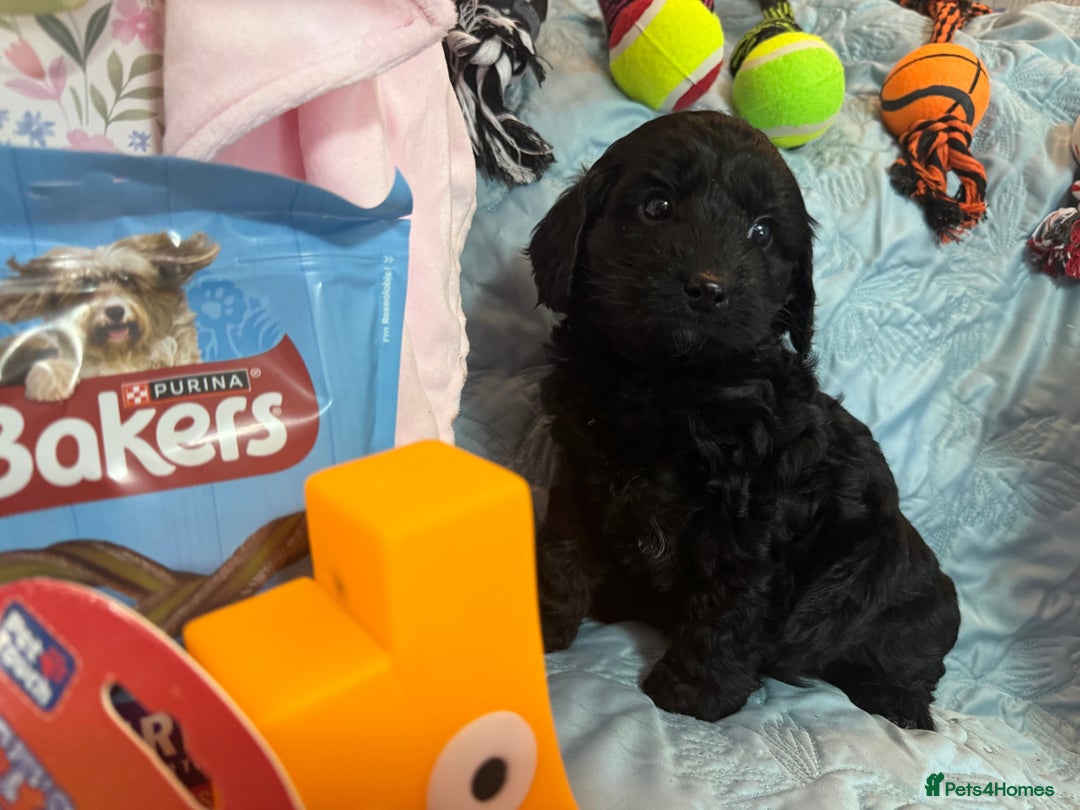 Cockapoo dogs for sale: Cockapoo puppies  - Advert 8