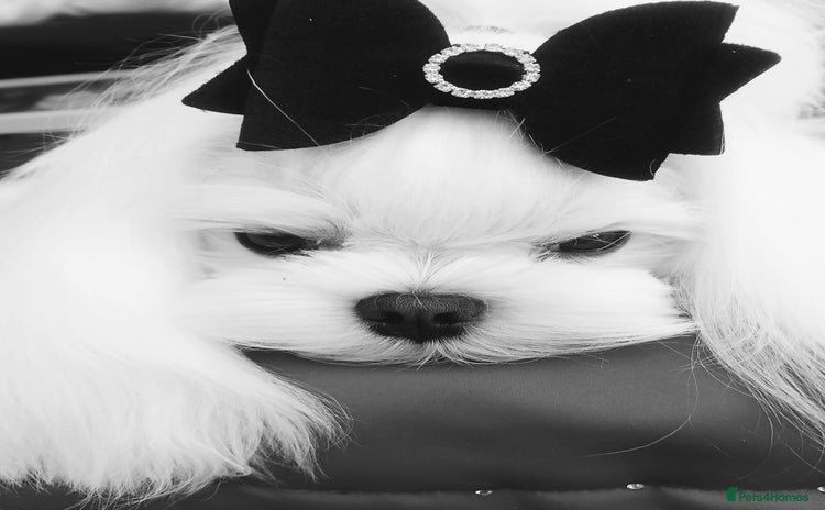 Maltese dogs - Advert 2