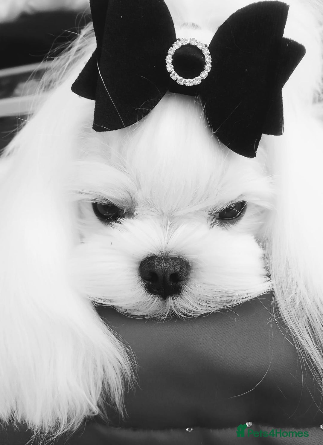 Maltese dogs for stud: ❤️health tested Tiny Korean Maltese boy❤️ - Image 9