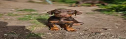 Dobermann dogs for sale: 🔥Ready now Top Quality 🏆 KC Registered pup's 🐾 - Advert 13