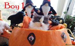 Maine Coon cats for sale: FABULOUS FLUFFY PEDIGREE MAINE COON KITTENS - Image 2