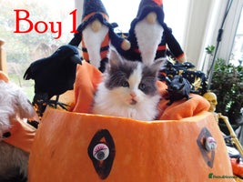 Maine Coon cats - Advert 2