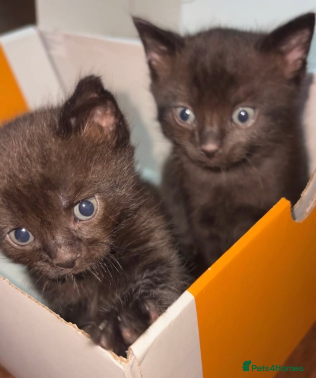 British Longhair cats for sale: Dark chocolate brown boy kitten  - Advert 18