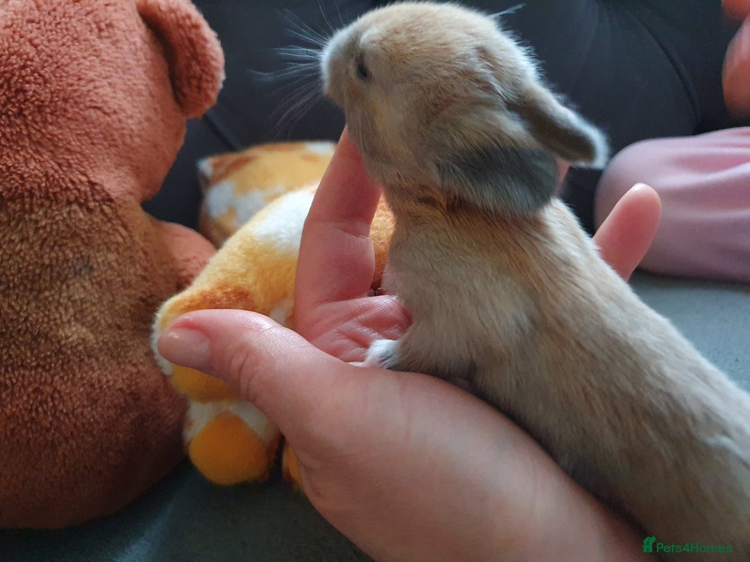 Lionhead rabbits for sale: Baby bunny's mixed lionhead /northern dwaf - Image 5