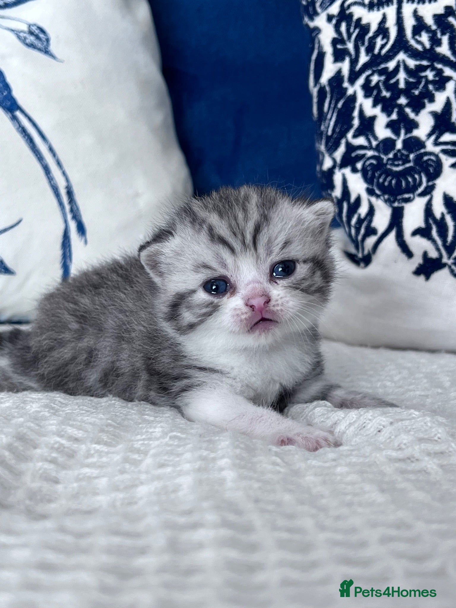 British Shorthair cats Beautiful British short hair kittens - Advert 17