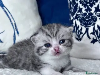 British Shorthair cats Beautiful British short hair kittens - Advert 3