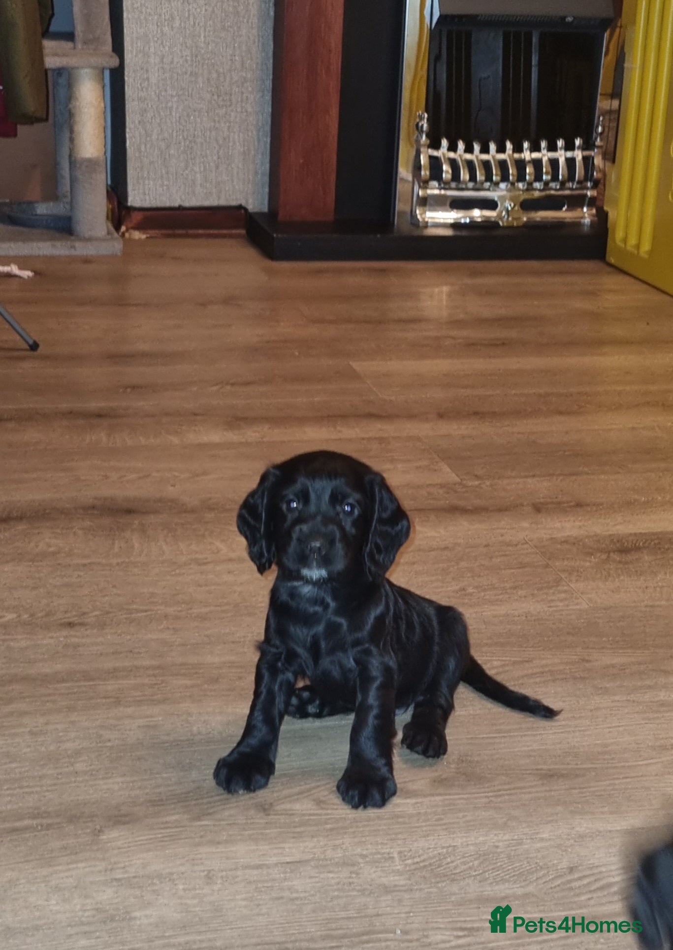 Cocker Spaniel dogs Adorable Cocker Spaniel Puppies for Sale 🐾 - Advert 2
