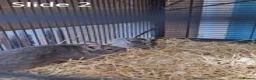 Degus rodents for sale: Young degus blue and brown boys and girls - Advert 4