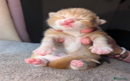 British Shorthair cats for sale: Two ginger boys please read description  - Image 5