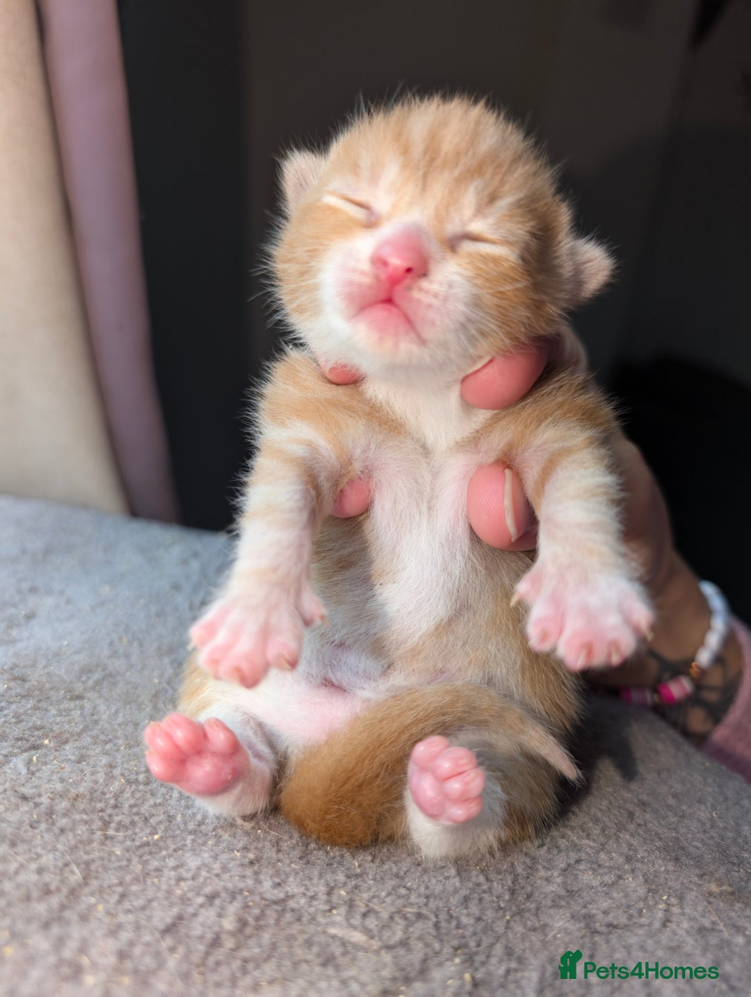 British Shorthair cats for sale: Two ginger boys please read description  - Image 5
