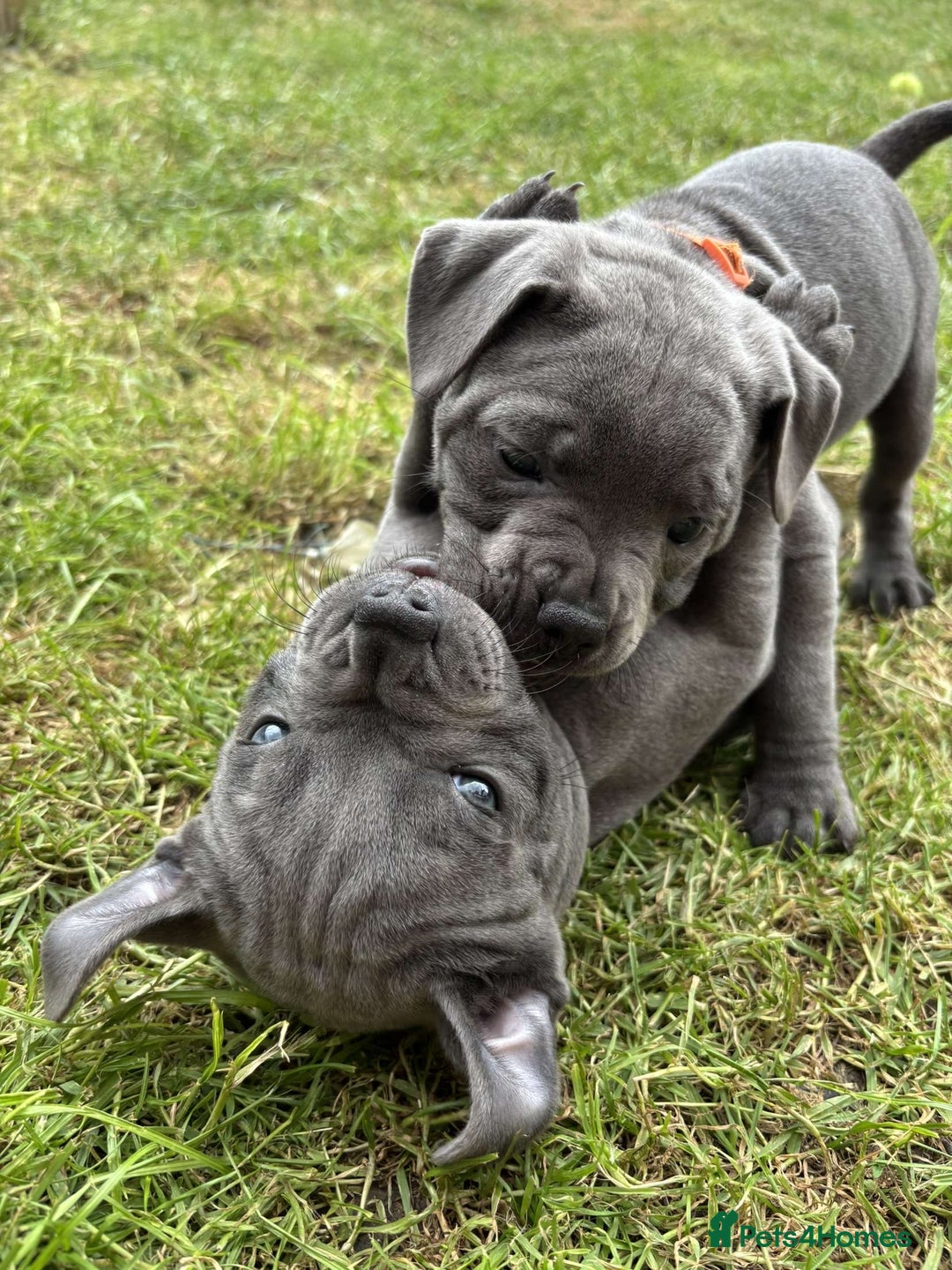 Staffordshire Bull Terrier dogs for sale: 💥READY TO LEAVE NOW 💥 PURE BLUE STAFFS PUPS🩵 in Barnsley - Image 29