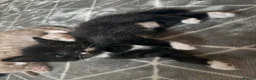 Mixed Breed cats for sale: Adorable tuxedo kittens  in Andover - Advert 1