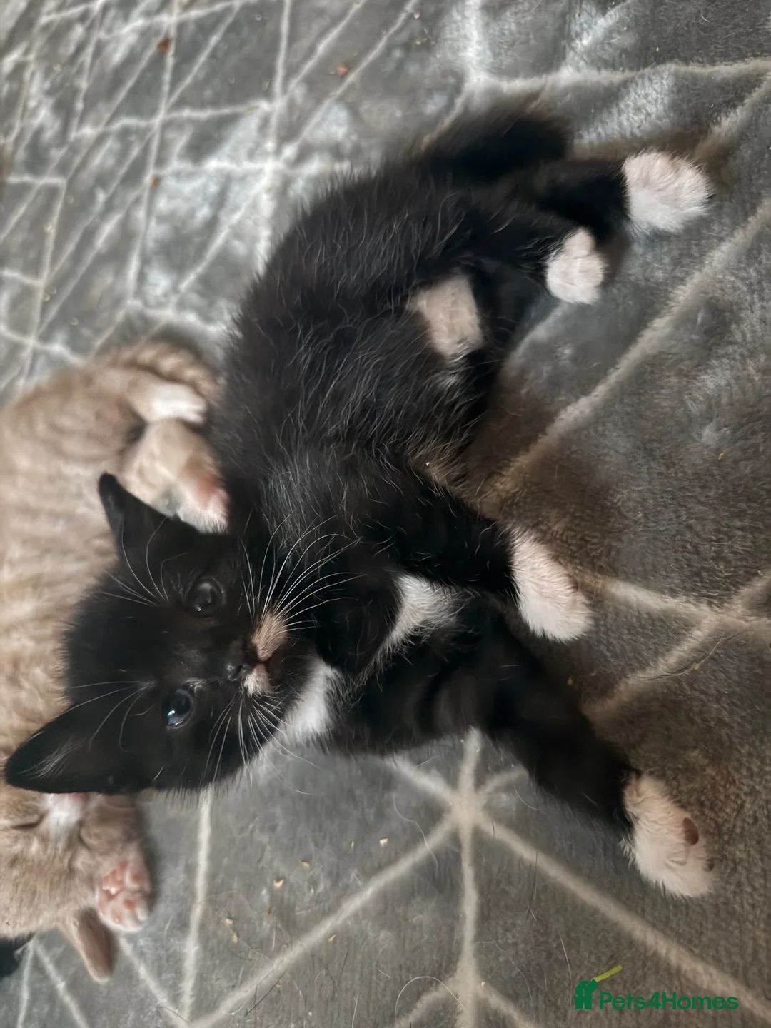 Mixed Breed cats for sale: Adorable tuxedo kittens  in Andover - Advert 1