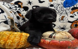 Labrador Retriever dogs for sale: Labrador pups - Image 18