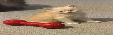 Ragcoon 1