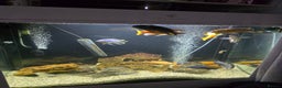 Cichlids fish for sale: Mixed large malawi cichlids - Advert 9
