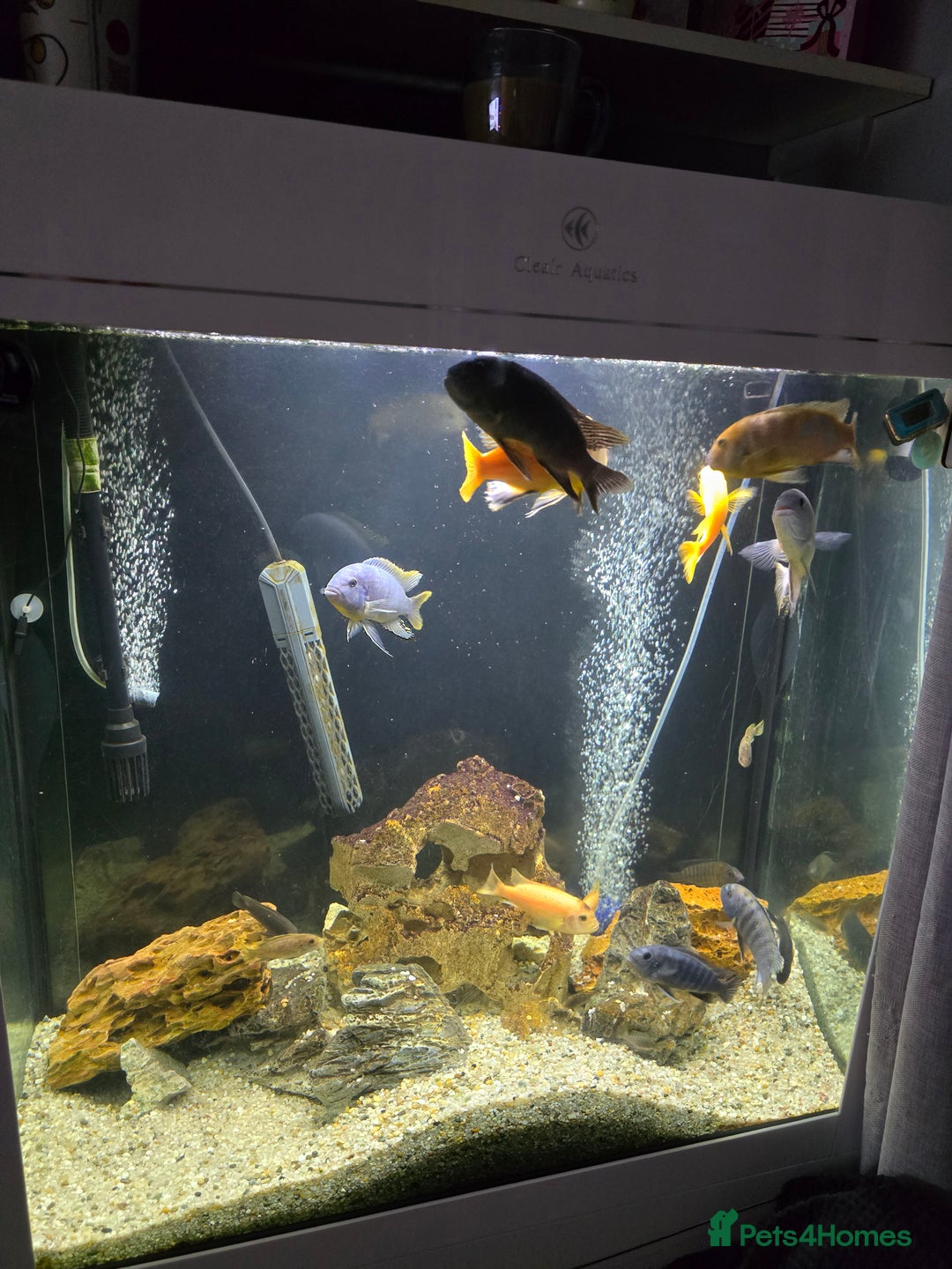 Cichlids fish for sale: Mixed large malawi cichlids - Advert 9