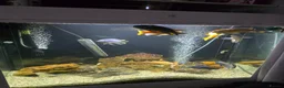 Cichlids fish for sale: Mixed large malawi cichlids - Advert 9