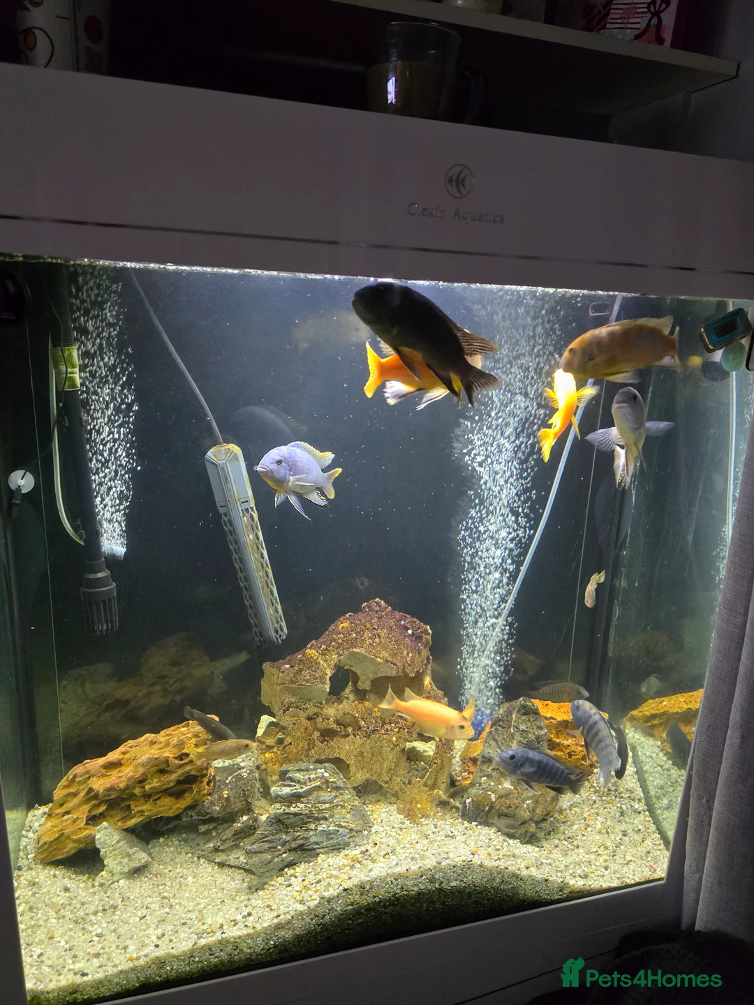 Cichlids fish for sale: Mixed large malawi cichlids - Advert 9