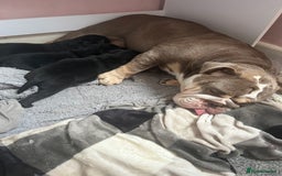 Mixed Breed dogs for sale: Bulladors - Image 2