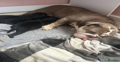 Mixed Breed dogs - Advert 15