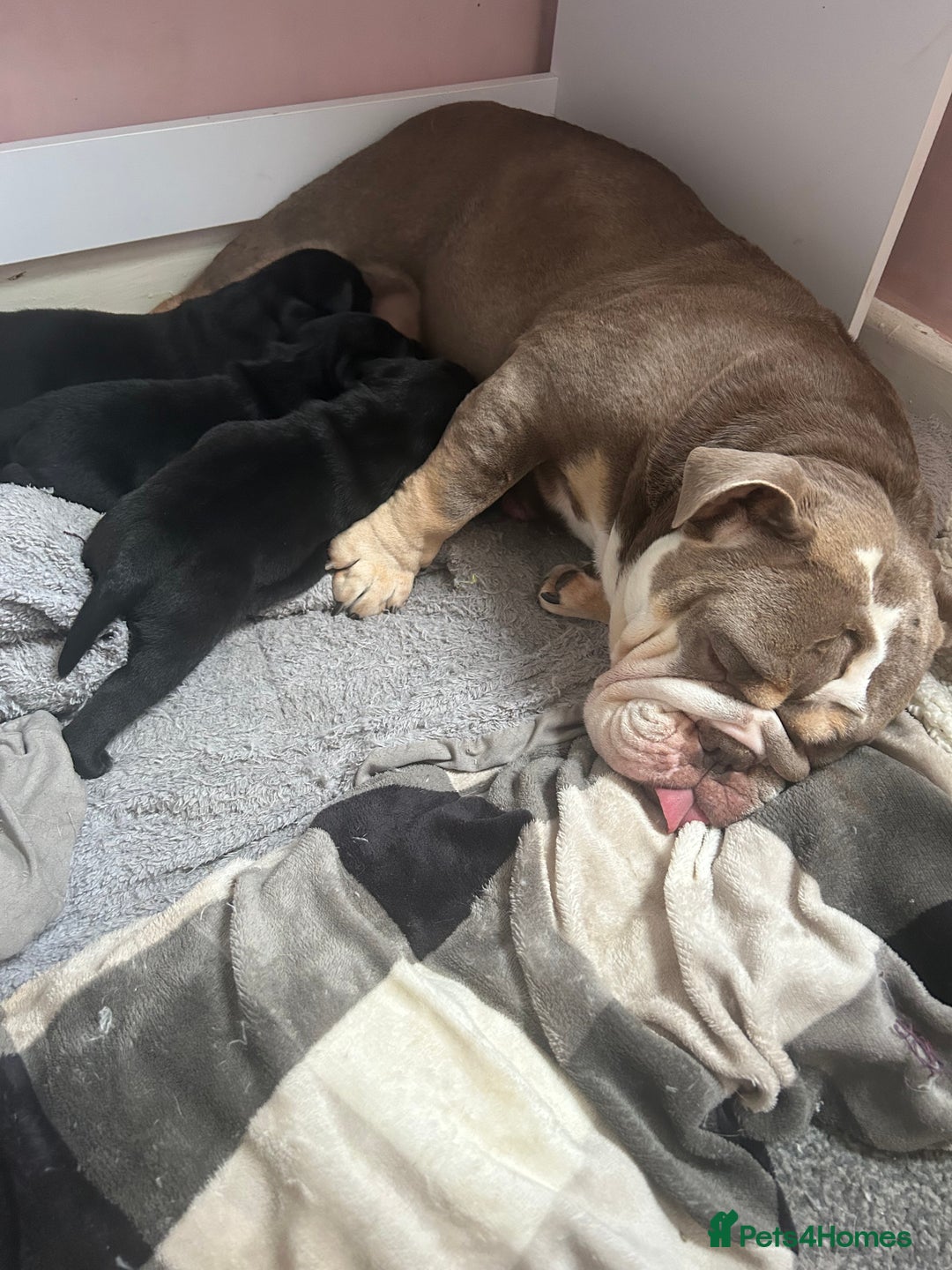 Mixed Breed dogs for sale: Bulladors - Image 2