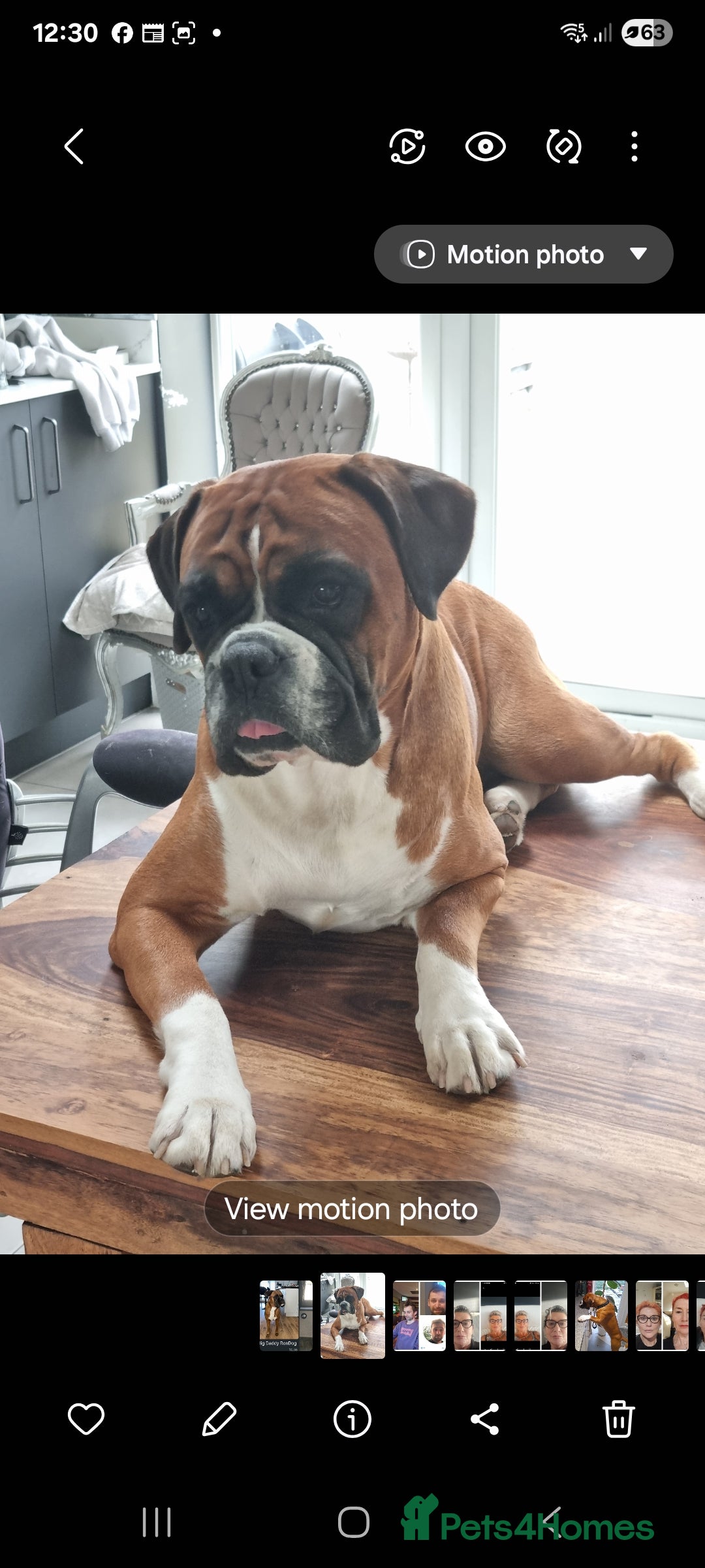 Boxer dogs Bootyful Boxer Babies - Advert 3