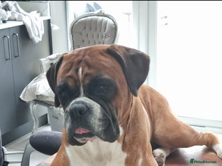 Boxer dogs Bootyful Boxer Babies - Advert 1