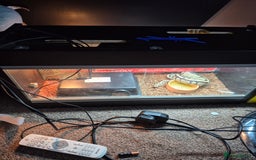 Python Snake reptiles for sale: 1 year old ball python with full setup - Image 4