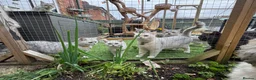 British Shorthair cats for sale: British Shorthair  - Advert 25