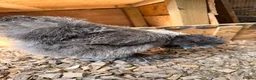 Chickens poultry for sale: Silkies ,polish bantam , Wyandotte  - Advert 9