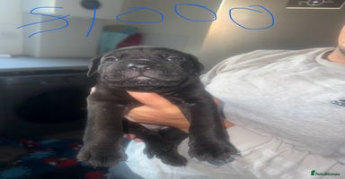 Mixed Breed dogs - Advert 4