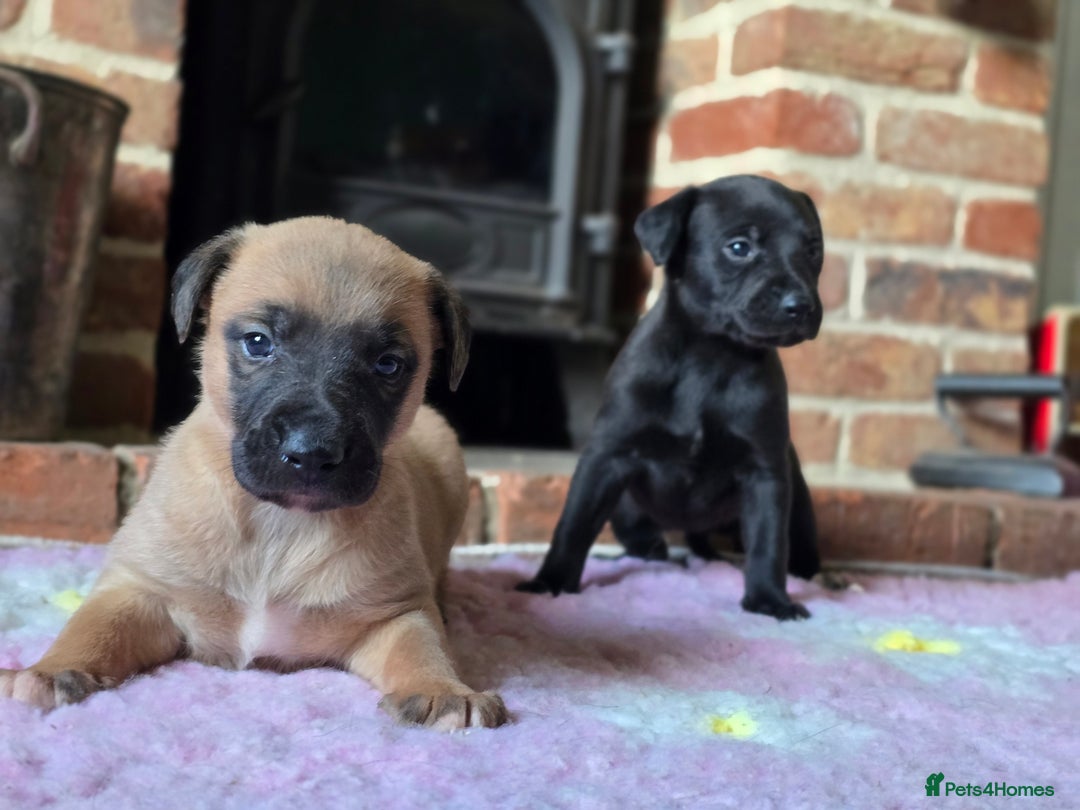 Whippet dogs for sale: Raven & Dobby   kc whippets - Advert 10