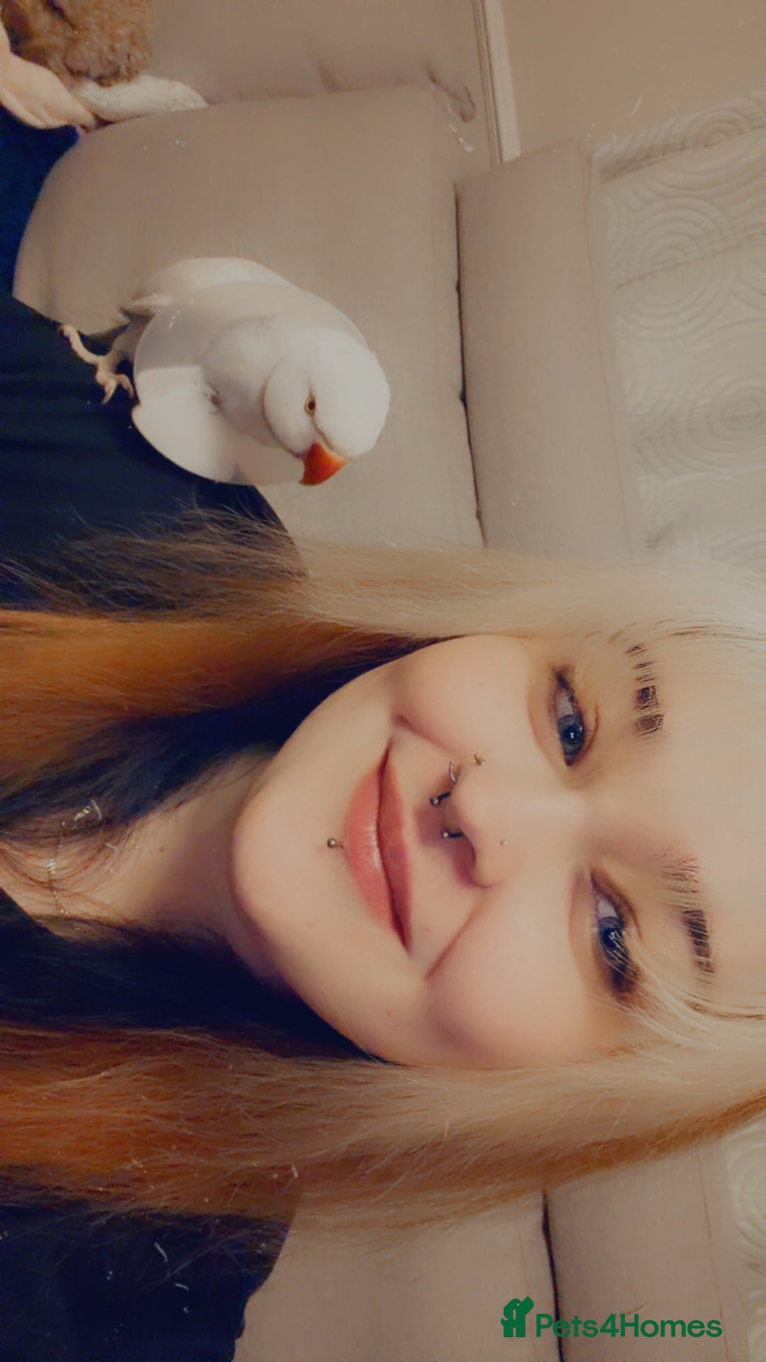 Ringnecks birds for sale: Albino Indian ringneck - Advert 6