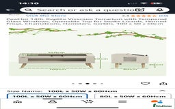Pygmy Hedgehog rodents for sale: Pygmy hedgehog ( 9 months) - Image 4