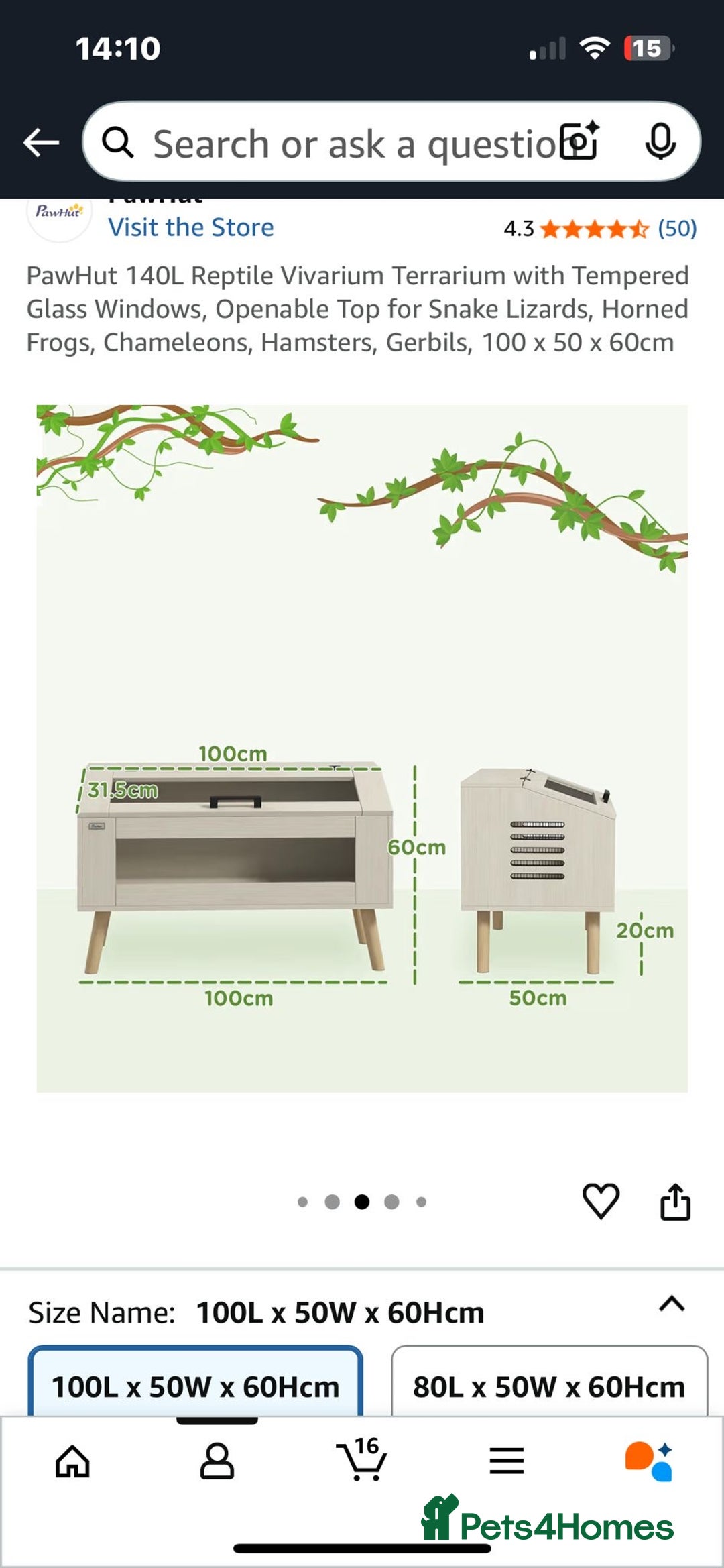Pygmy Hedgehog rodents for sale: Pygmy hedgehog ( 9 months) - Image 4