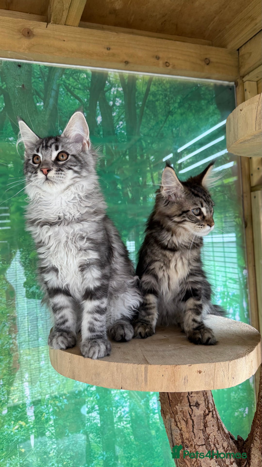 Maine Coon cats for sale: Top quality Maine coon kittens - Image 11