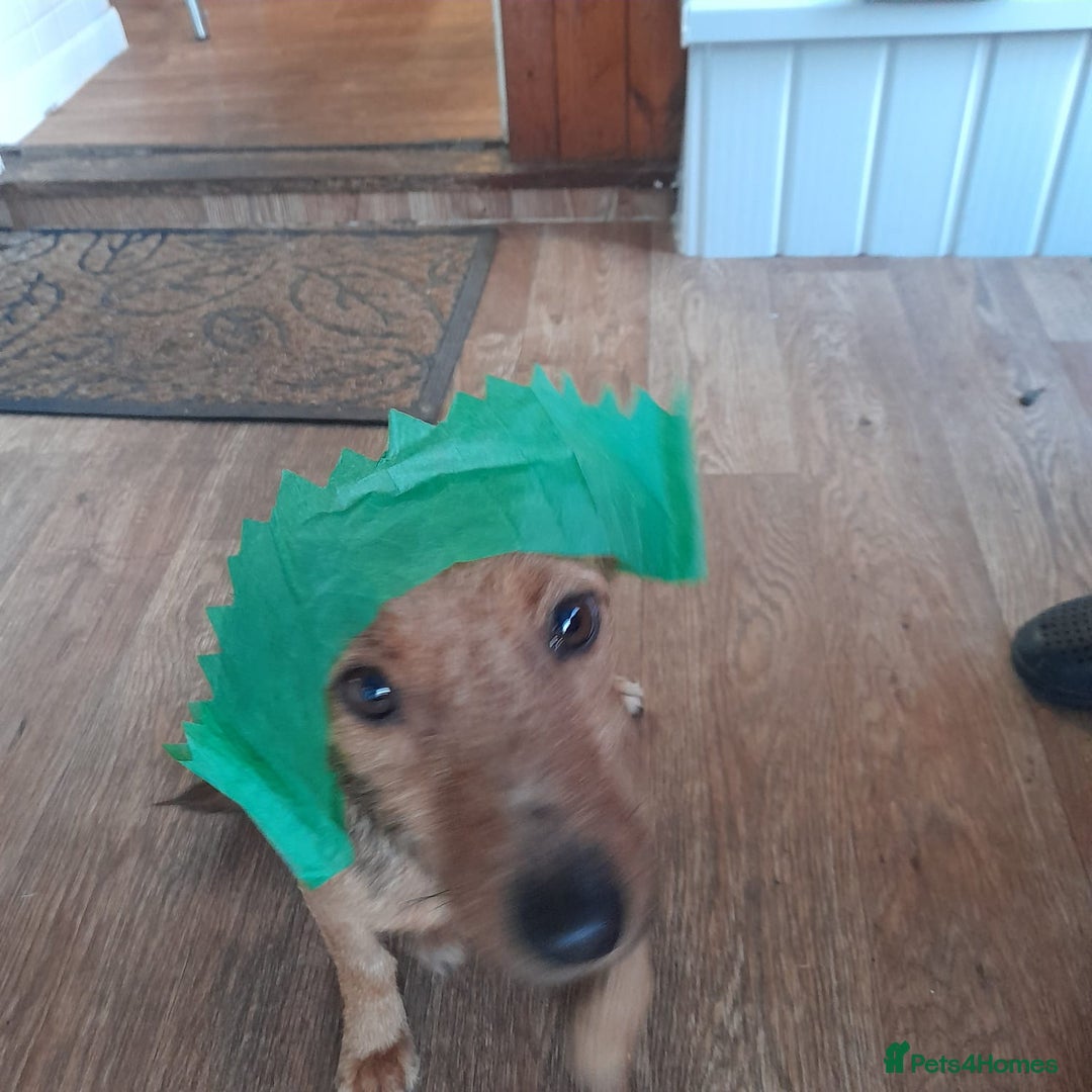 Mixed Breed dogs for adoption: ROSIE FOR ADOPTION IN CORNWALL/DEVON - Advert 6