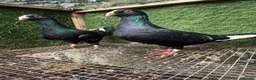 Pigeons birds for sale: Top Quality Strong Breeding Pair – Vaccinated - Advert 21
