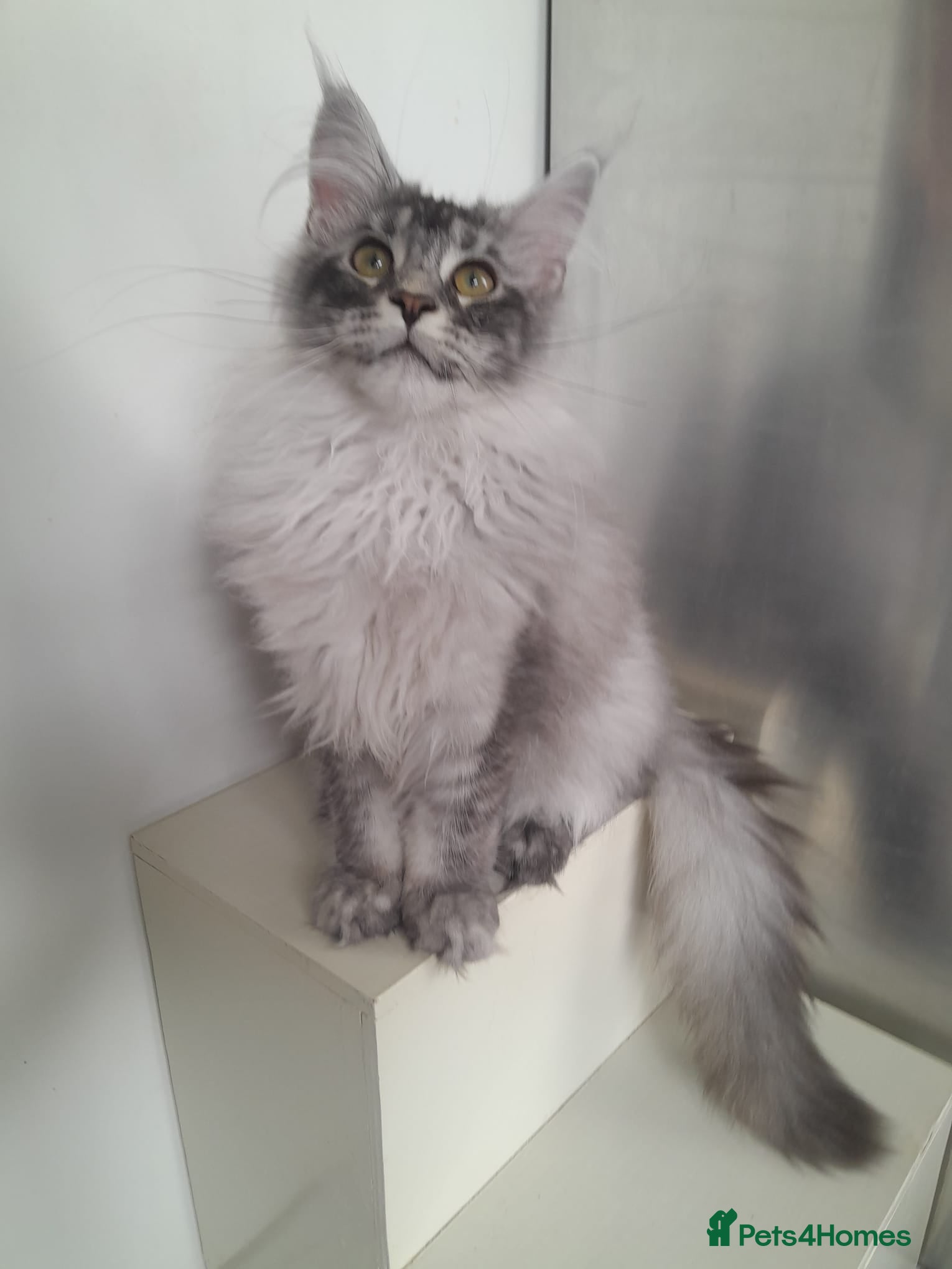 Maine Coon cats for sale: black smoke/polydactyl maine coonTICA kittens - Advert 3
