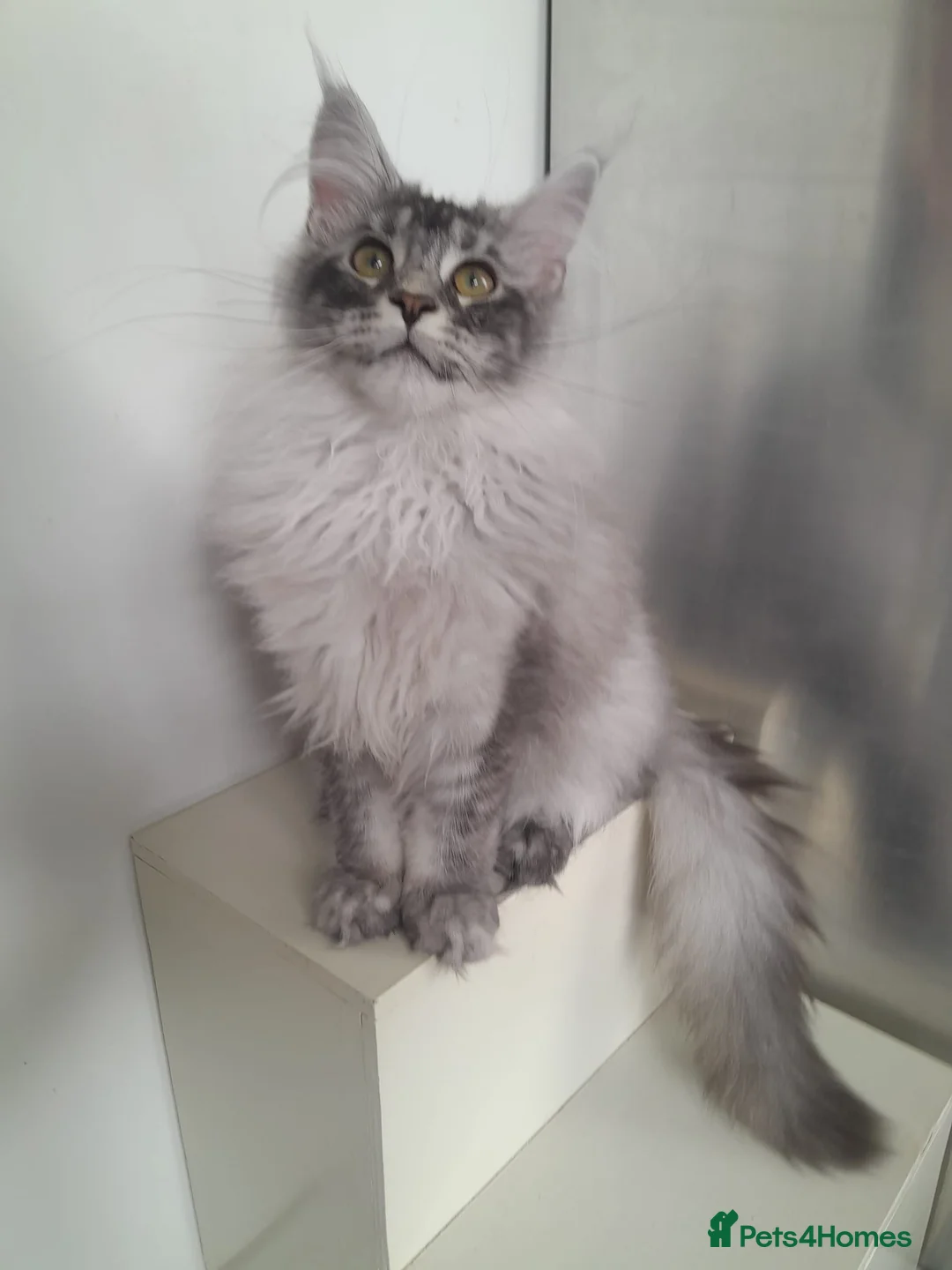 Maine Coon cats for sale: black smoke/polydactyl maine coonTICA kittens - Advert 1